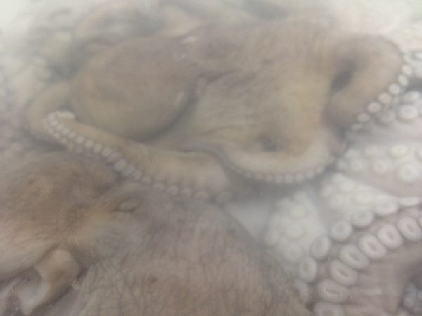 photo series "grau" (2016) by Andree Thielemann