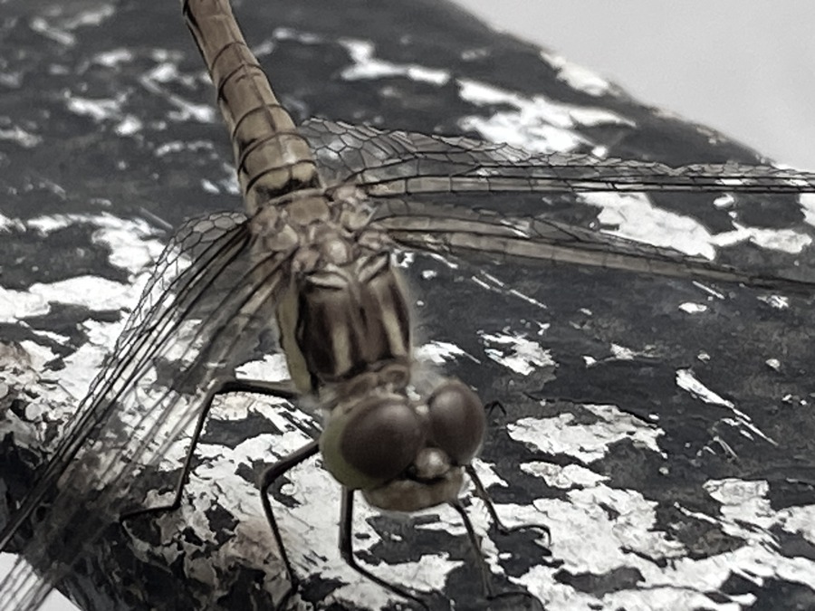 photo series "grau" (2016) by Andree Thielemann